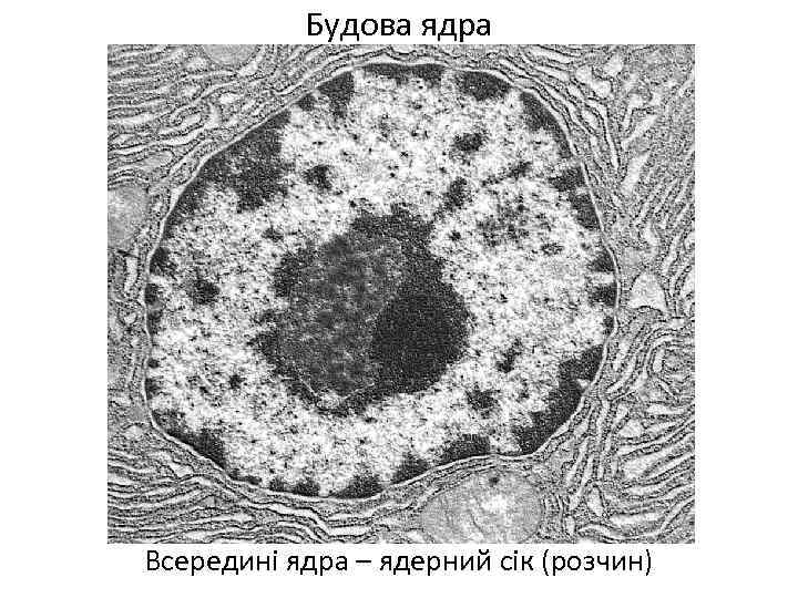 Будова ядра Всередині ядра – ядерний сік (розчин) 