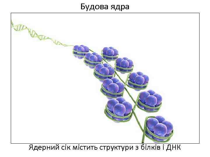 Будова ядра Ядерний сік містить структури з білків і ДНК 