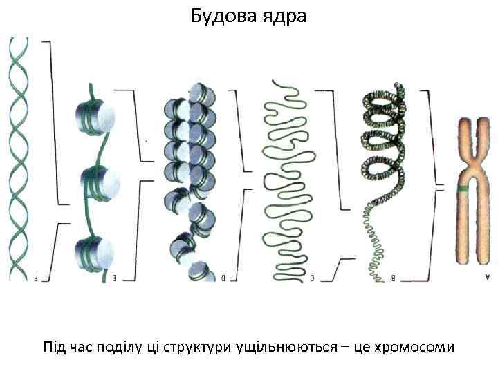 Будова ядра Під час поділу ці структури ущільнюються – це хромосоми 