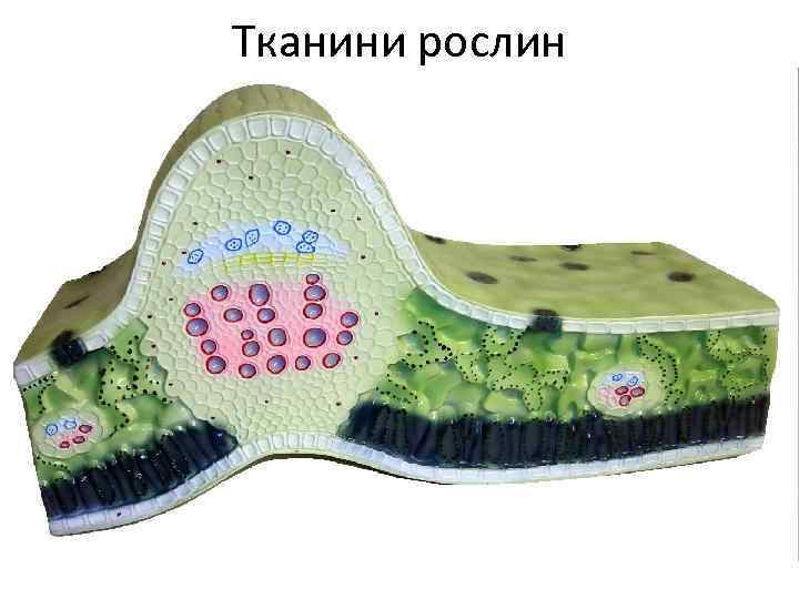 Тканини рослин 