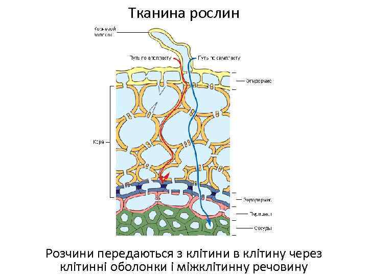 Тканина рослин Розчини передаються з клітини в клітину через клітинні оболонки і міжклітинну речовину