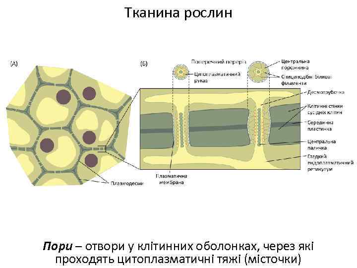 Тканина рослин Пори – отвори у клітинних оболонках, через які проходять цитоплазматичні тяжі (місточки)