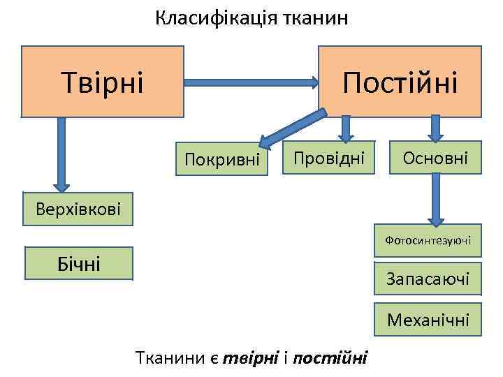 Класифікація тканин Постійні Твірні Покривні Провідні Основні Верхівкові Фотосинтезуючі Бічні Запасаючі Механічні Тканини є