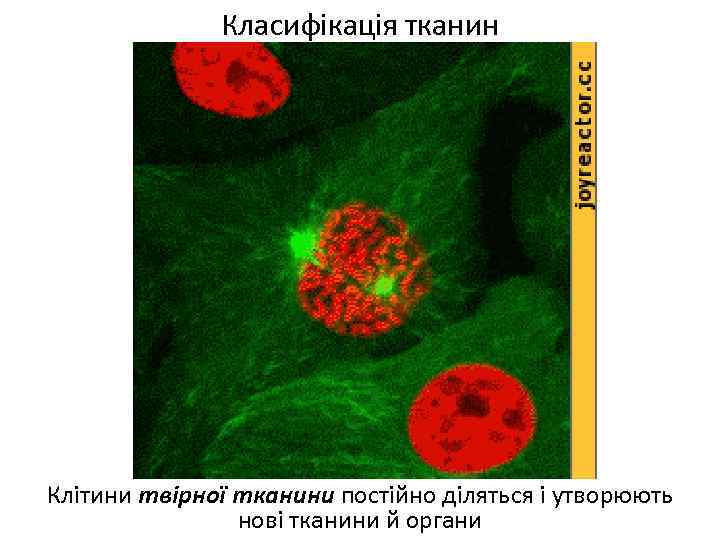 Класифікація тканин Клітини твірної тканини постійно діляться і утворюють нові тканини й органи 