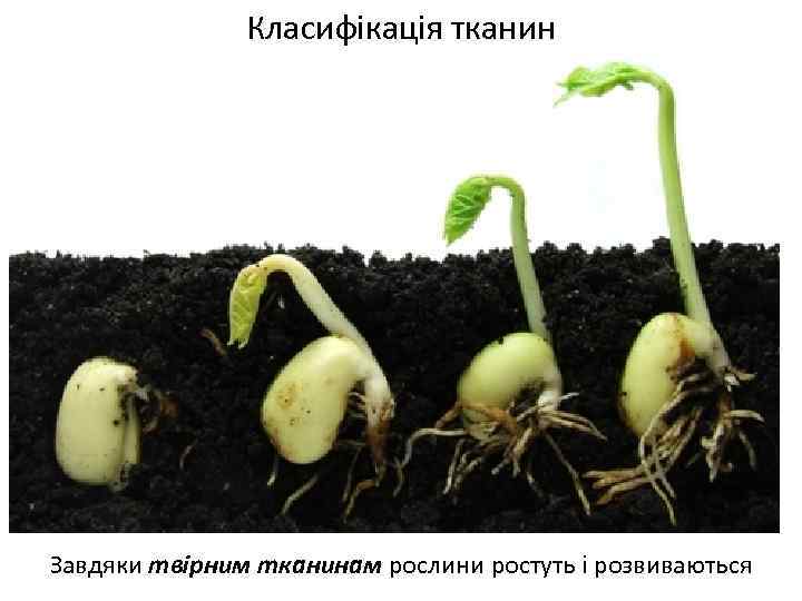 Класифікація тканин Завдяки твірним тканинам рослини ростуть і розвиваються 