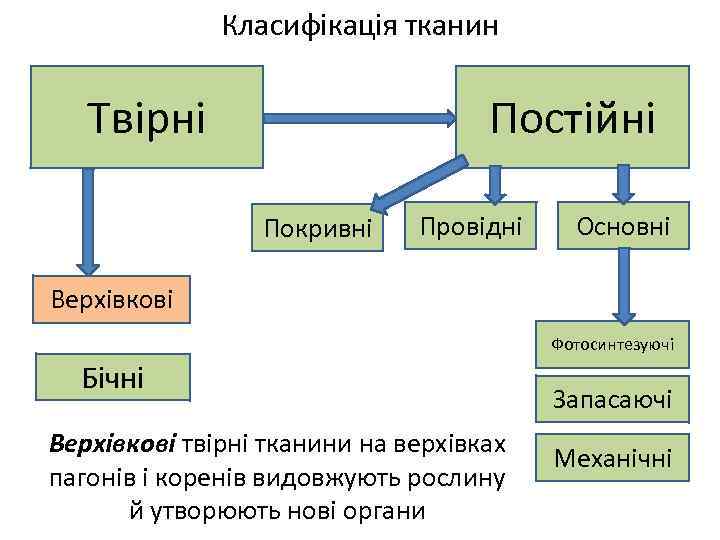 Класифікація тканин Постійні Твірні Покривні Провідні Основні Верхівкові Фотосинтезуючі Бічні Верхівкові твірні тканини на