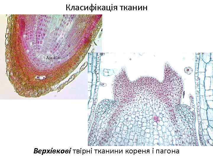 Класифікація тканин Верхівкові твірні тканини кореня і пагона 