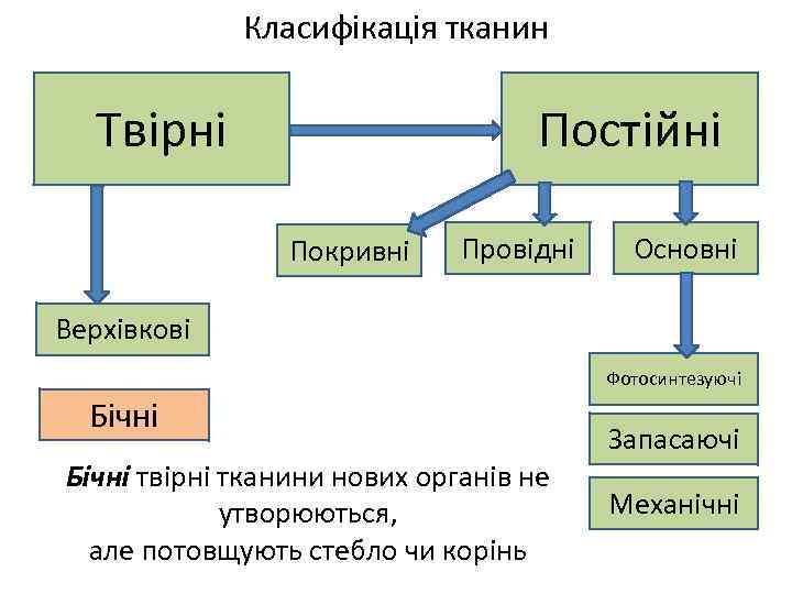 Класифікація тканин Постійні Твірні Покривні Провідні Основні Верхівкові Фотосинтезуючі Бічні твірні тканини нових органів