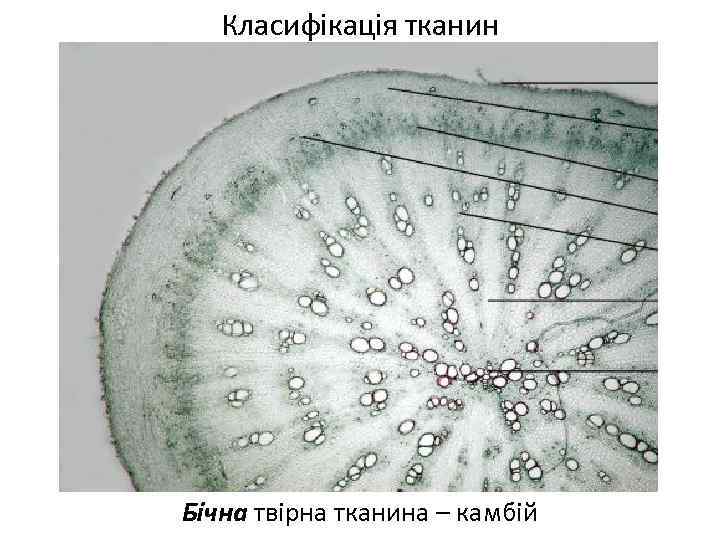Класифікація тканин Бічна твірна тканина – камбій 