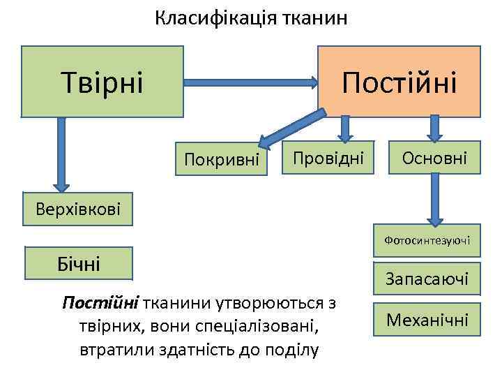 Класифікація тканин Постійні Твірні Покривні Провідні Основні Верхівкові Фотосинтезуючі Бічні Постійні тканини утворюються з