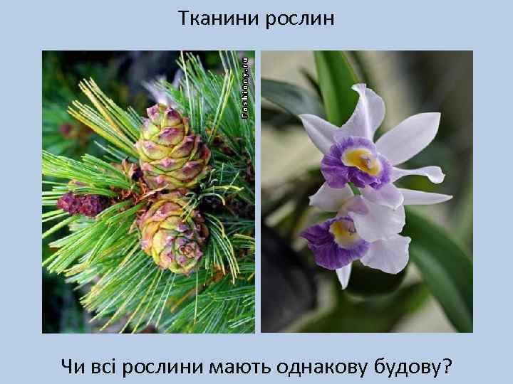 Тканини рослин Чи всі рослини мають однакову будову? 