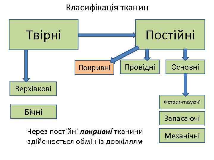 Класифікація тканин Постійні Твірні Покривні Провідні Основні Верхівкові Фотосинтезуючі Бічні Через постійні покривні тканини
