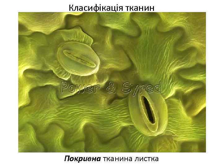 Класифікація тканин Покривна тканина листка 