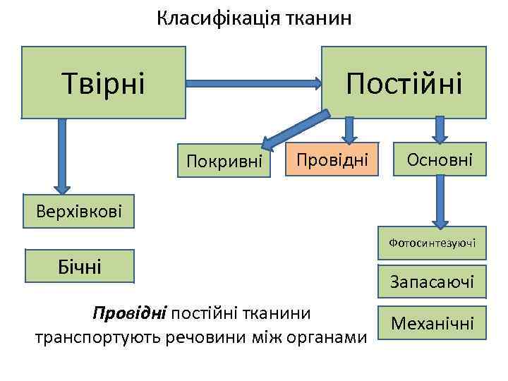 Класифікація тканин Постійні Твірні Покривні Провідні Основні Верхівкові Фотосинтезуючі Бічні Провідні постійні тканини транспортують