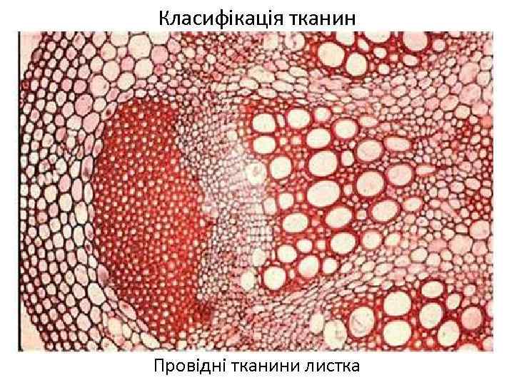 Класифікація тканин Провідні тканини листка 