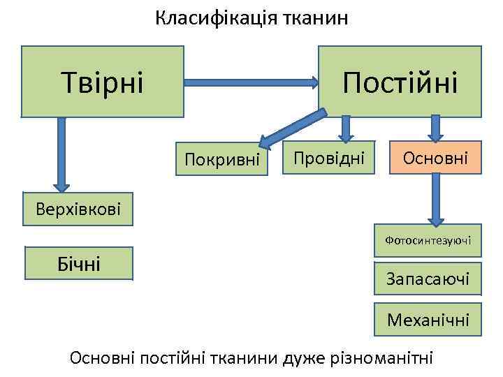 Класифікація тканин Постійні Твірні Покривні Провідні Основні Верхівкові Фотосинтезуючі Бічні Запасаючі Механічні Основні постійні