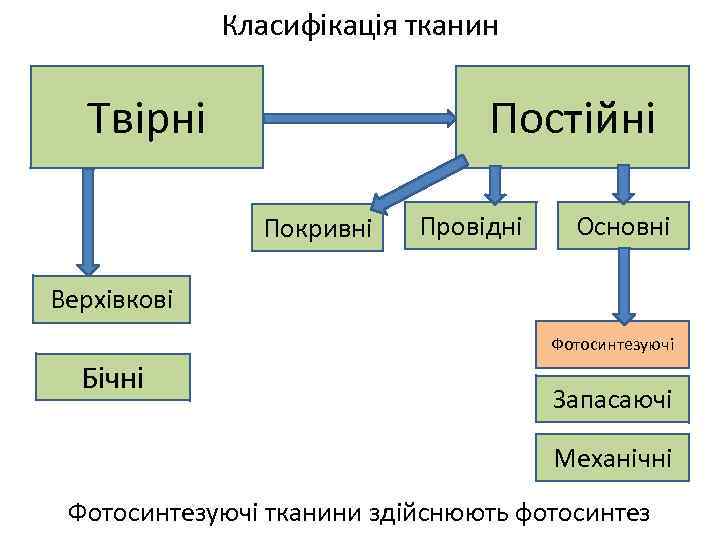 Класифікація тканин Постійні Твірні Покривні Провідні Основні Верхівкові Фотосинтезуючі Бічні Запасаючі Механічні Фотосинтезуючі тканини
