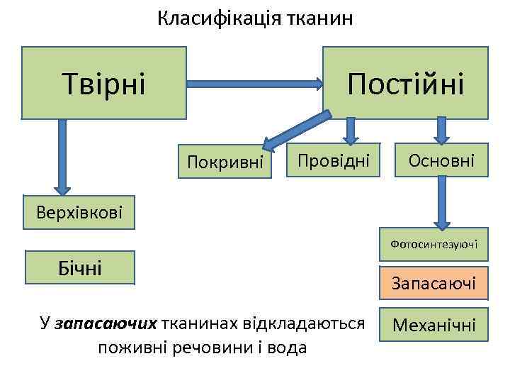 Класифікація тканин Постійні Твірні Покривні Провідні Основні Верхівкові Фотосинтезуючі Бічні У запасаючих тканинах відкладаються
