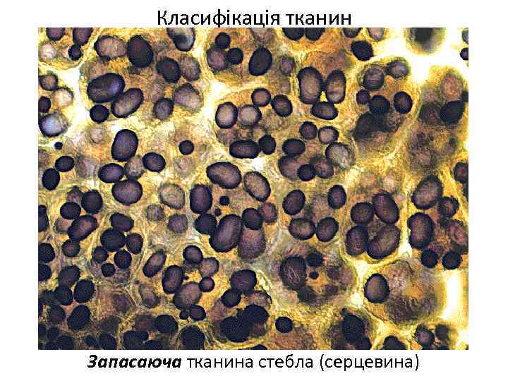 Класифікація тканин Запасаюча тканина стебла (серцевина) 