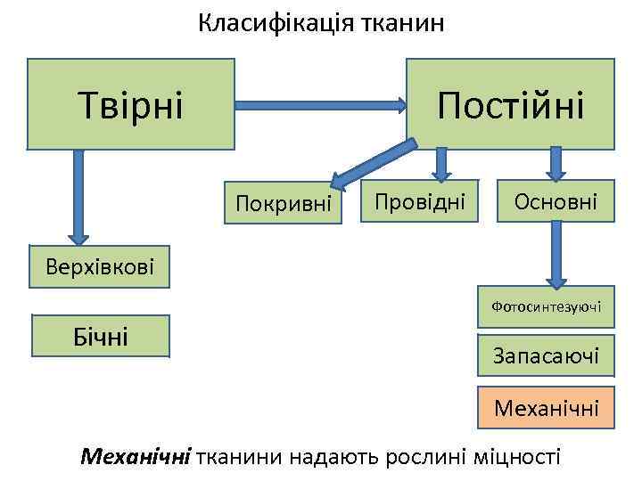 Класифікація тканин Постійні Твірні Покривні Провідні Основні Верхівкові Фотосинтезуючі Бічні Запасаючі Механічні тканини надають