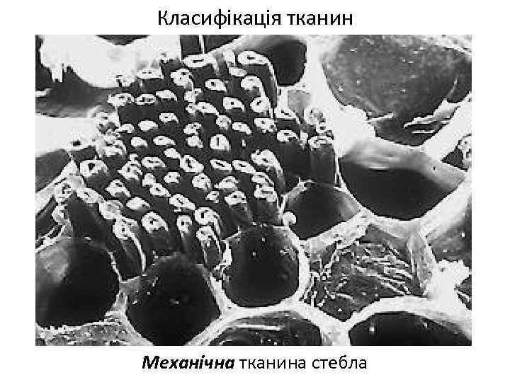 Класифікація тканин Механічна тканина стебла 