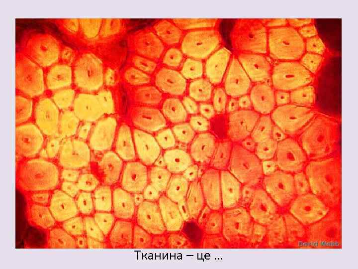 Тканина – це … 