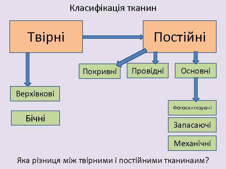 Класифікація тканин Постійні Твірні Покривні Провідні Основні Верхівкові Фотосинтезуючі Бічні Запасаючі Механічні Яка різниця