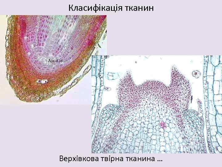 Класифікація тканин Верхівкова твірна тканина … 