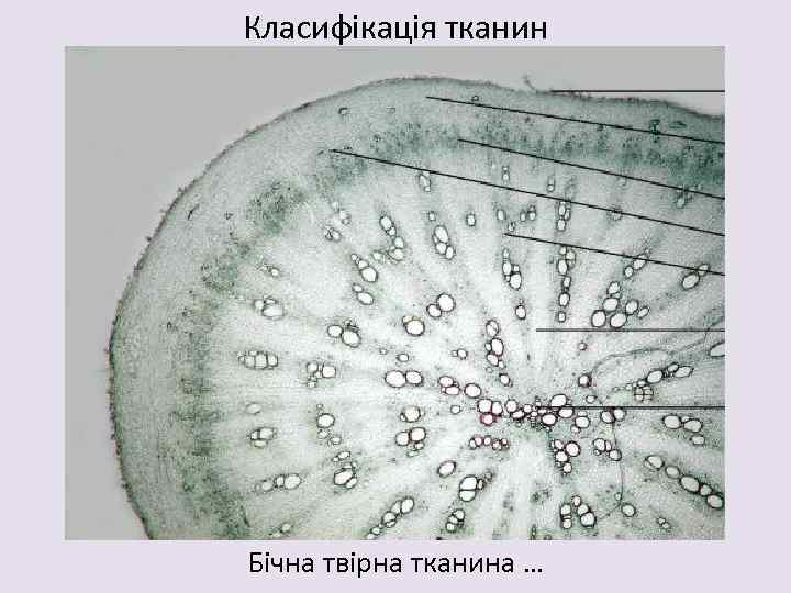 Класифікація тканин Бічна твірна тканина … 