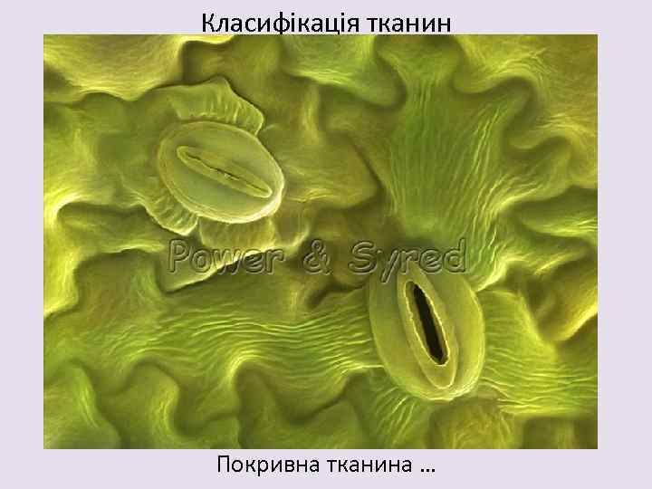 Класифікація тканин Покривна тканина … 