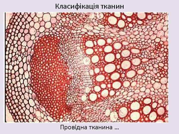 Класифікація тканин Провідна тканина … 