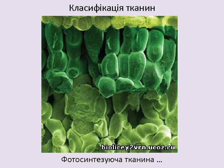 Класифікація тканин Фотосинтезуюча тканина … 