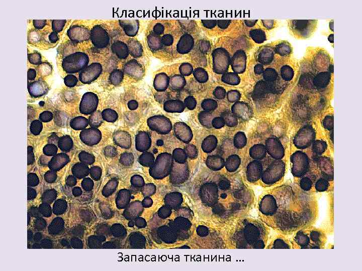 Класифікація тканин Запасаюча тканина … 