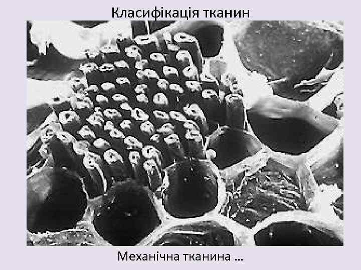Класифікація тканин Механічна тканина … 
