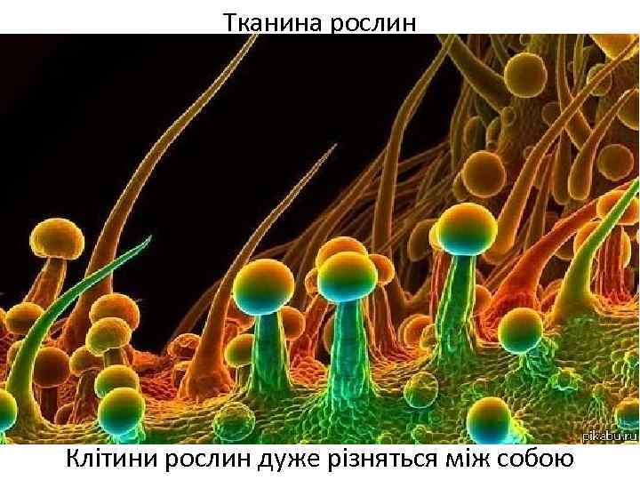 Тканина рослин Клітини рослин дуже різняться між собою 