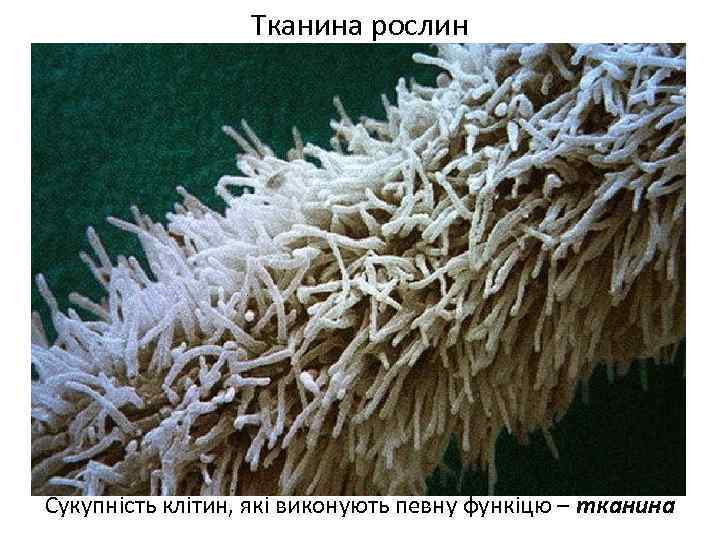 Тканина рослин Сукупність клітин, які виконують певну функіцю – тканина 