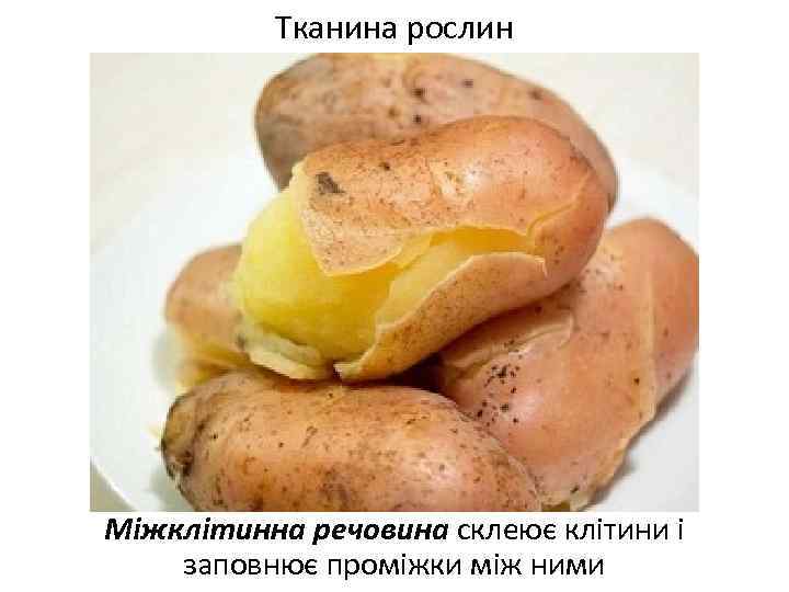 Тканина рослин Міжклітинна речовина склеює клітини і заповнює проміжки між ними 