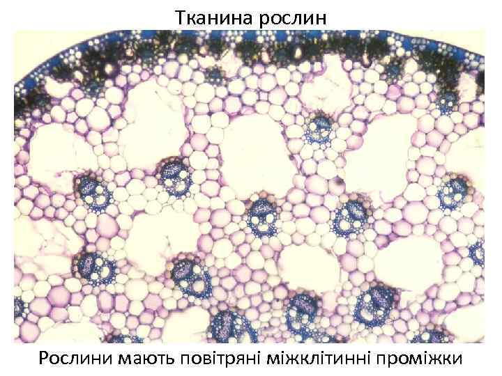 Тканина рослин Рослини мають повітряні міжклітинні проміжки 