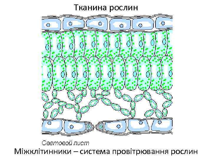 Губчатая ткань листа