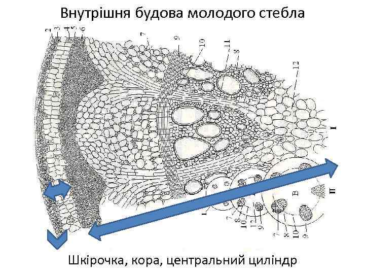 Внутрішня будова молодого стебла Шкірочка, кора, центральний циліндр 