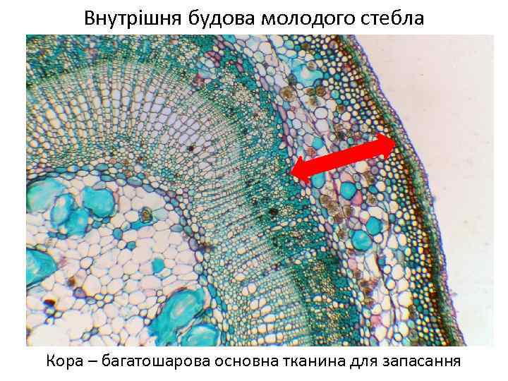 Внутрішня будова молодого стебла Кора – багатошарова основна тканина для запасання 