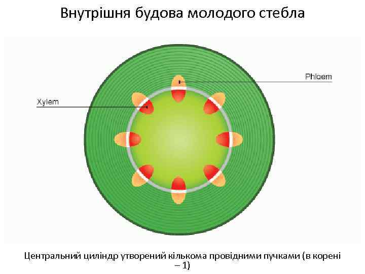 Внутрішня будова молодого стебла Центральний циліндр утворений кількома провідними пучками (в корені – 1)