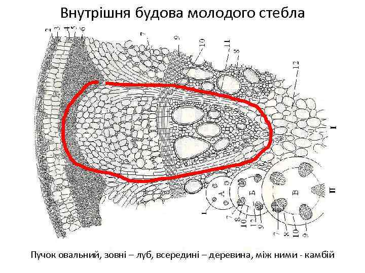 Внутрішня будова молодого стебла Пучок овальний, зовні – луб, всередині – деревина, між ними