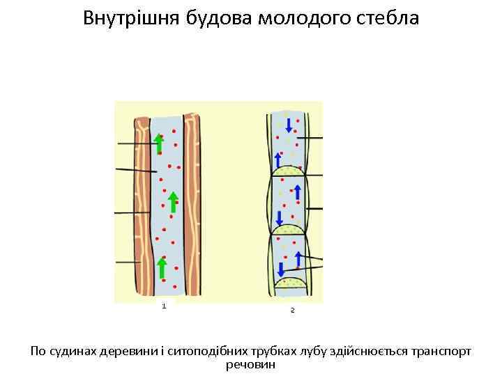 Внутрішня будова молодого стебла По судинах деревини і ситоподібних трубках лубу здійснюється транспорт речовин