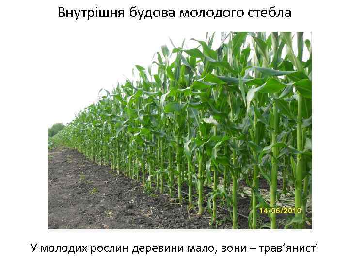 Внутрішня будова молодого стебла У молодих рослин деревини мало, вони – трав’янисті 