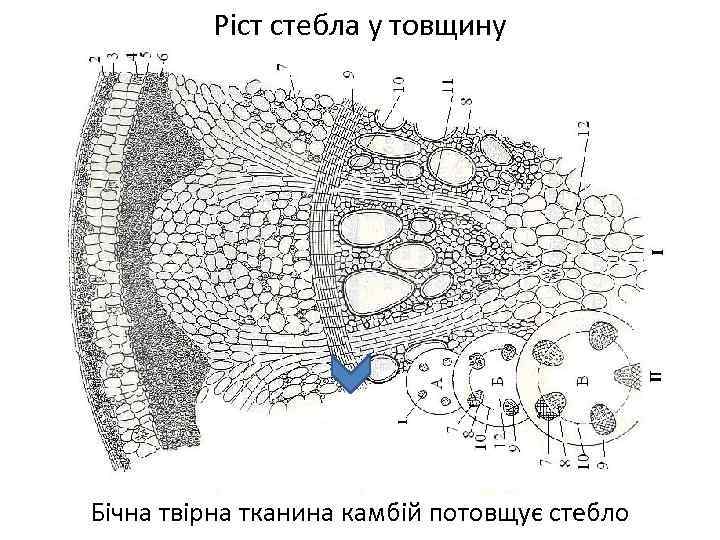 Ріст стебла у товщину Бічна твірна тканина камбій потовщує стебло 