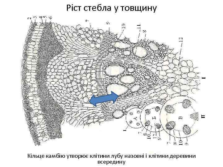 Ріст стебла у товщину Кільце камбію утворює клітини лубу назовні і клітини деревини всередину