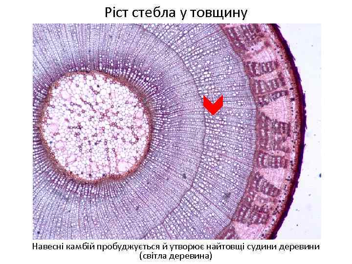 Ріст стебла у товщину Навесні камбій пробуджується й утворює найтовщі судини деревини (світла деревина)