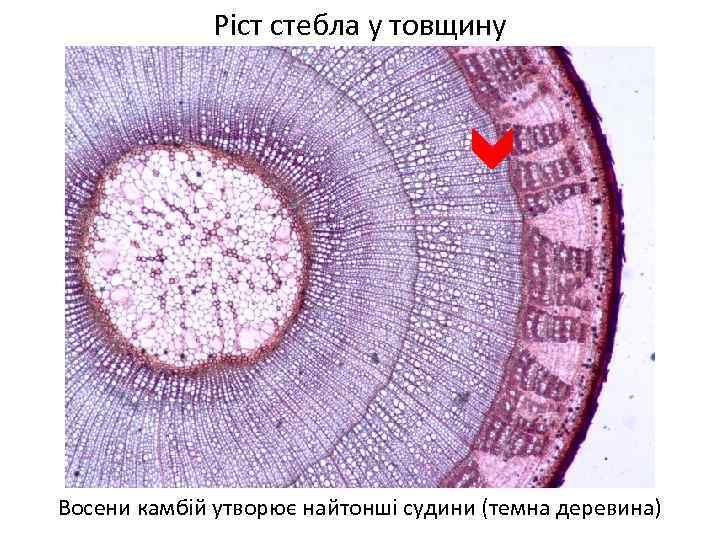 Ріст стебла у товщину Восени камбій утворює найтонші судини (темна деревина) 