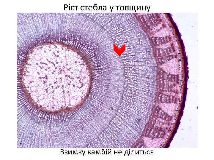 Ріст стебла у товщину Взимку камбій не ділиться 